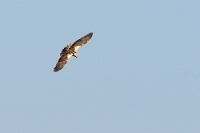 1737 Circus aeruginosus (Falco di palude)
